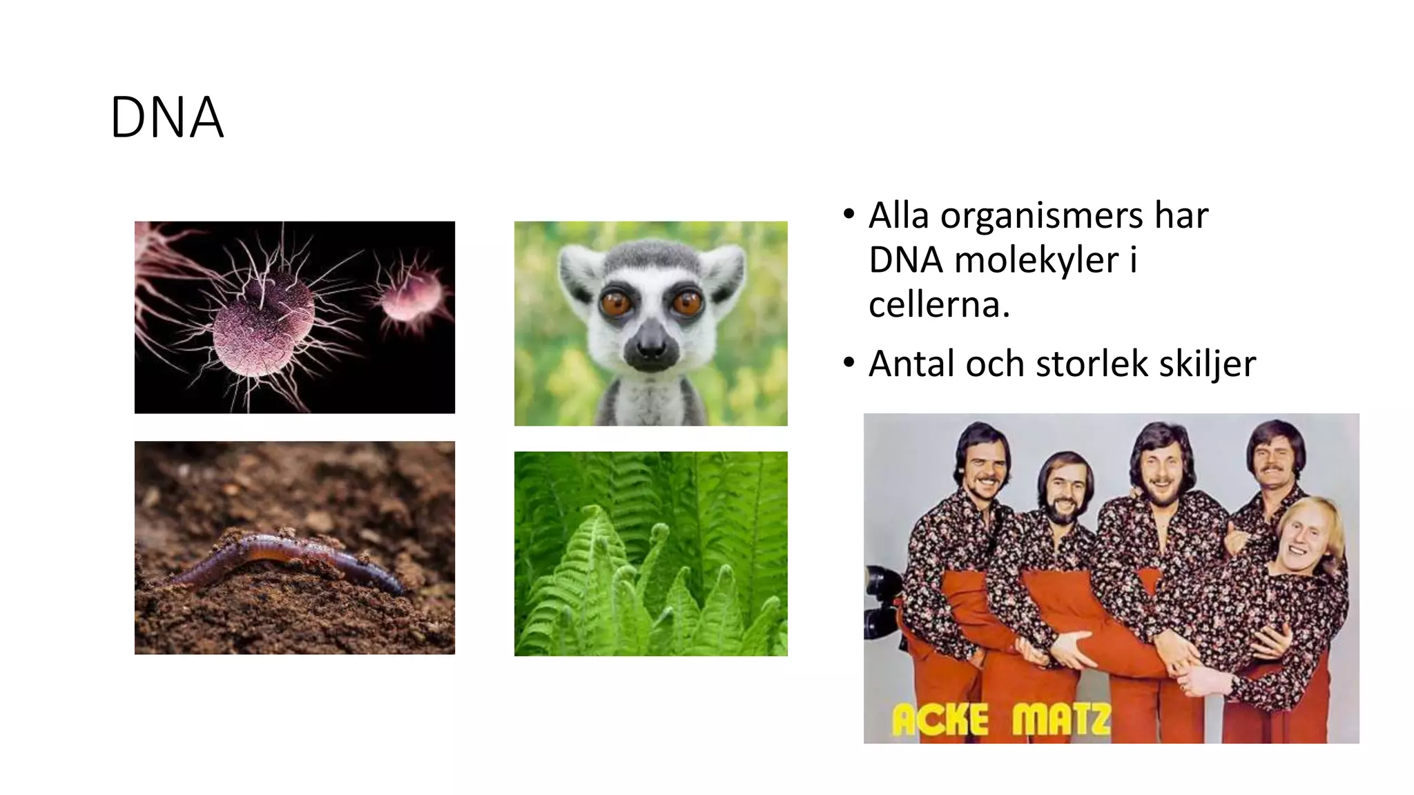 DNA
• Alla organismers har
DNA molekyler i
cellerna.
• Antal och storlek skiljer
 