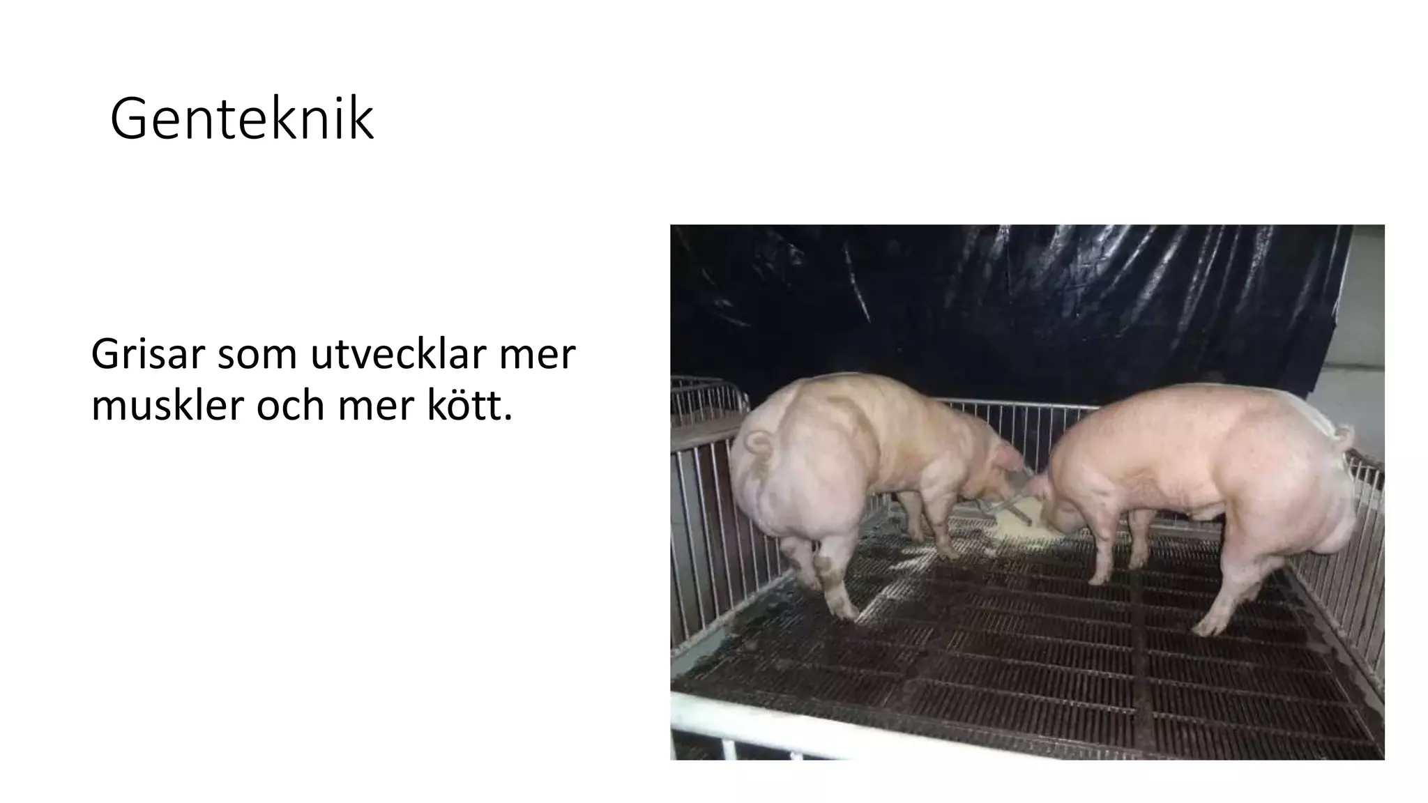 Genteknik
Grisar som utvecklar mer
muskler och mer kött.
 