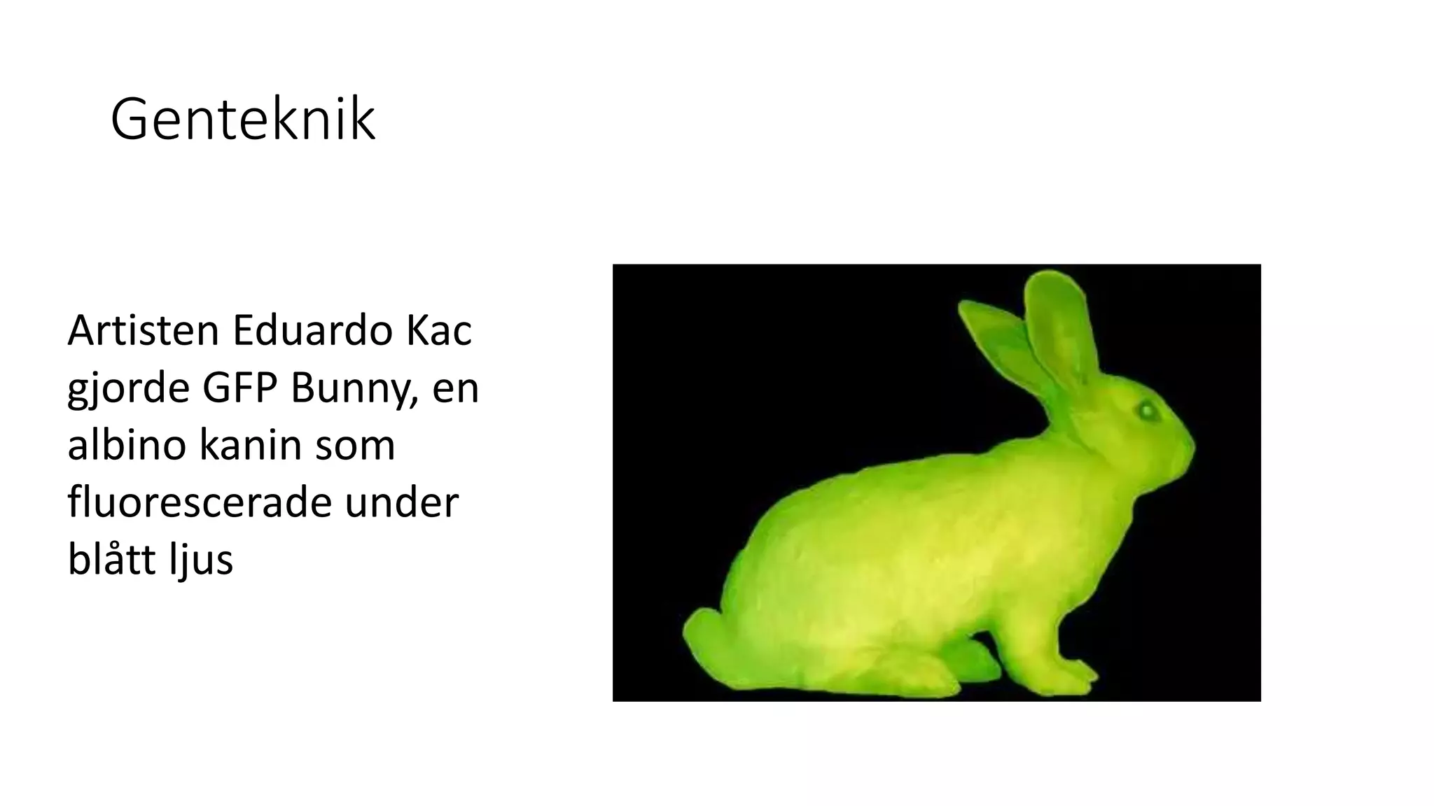 Genteknik
Artisten Eduardo Kac
gjorde GFP Bunny, en
albino kanin som
fluorescerade under
blått ljus
 