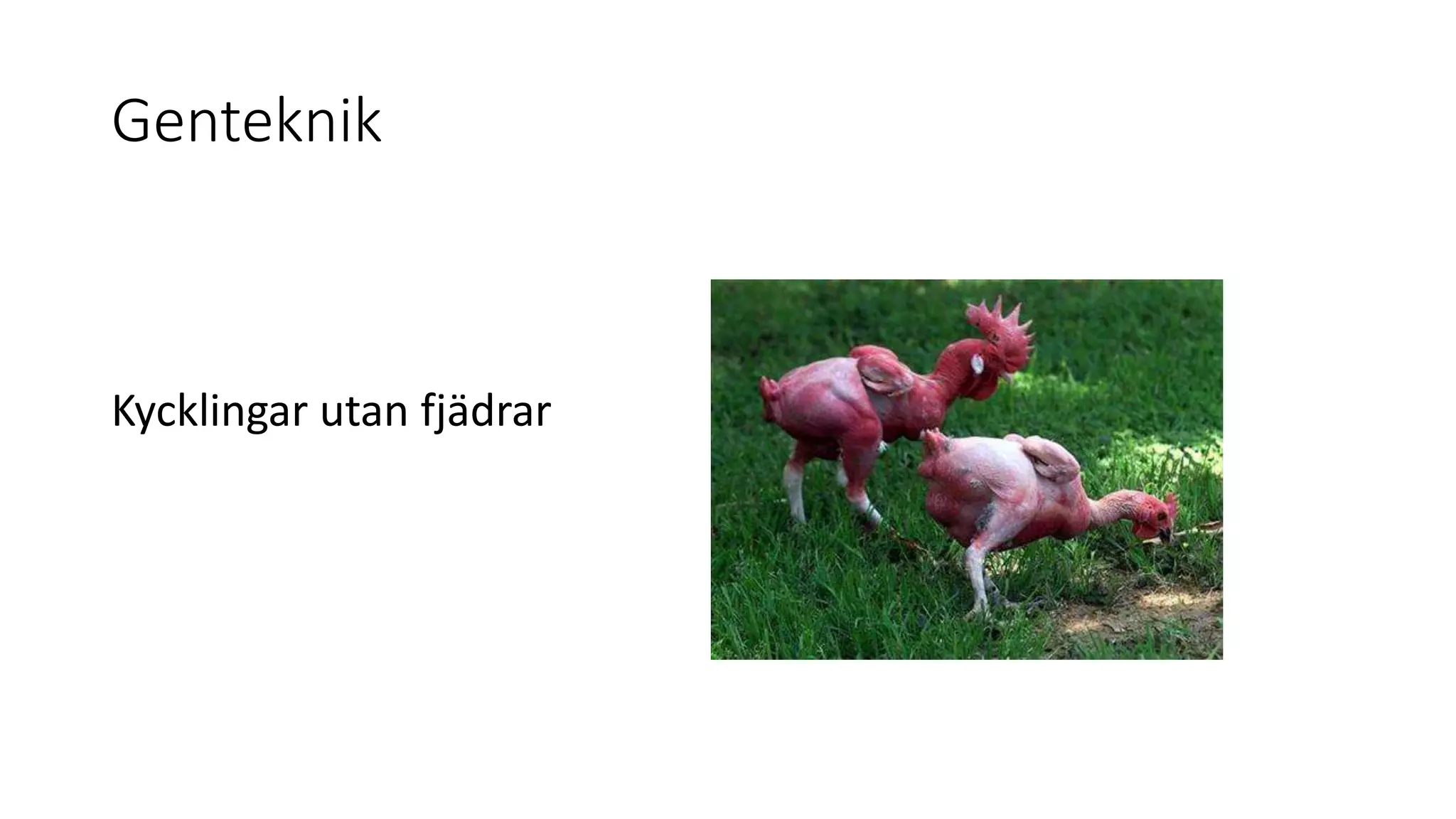 Genteknik
Kycklingar utan fjädrar
 