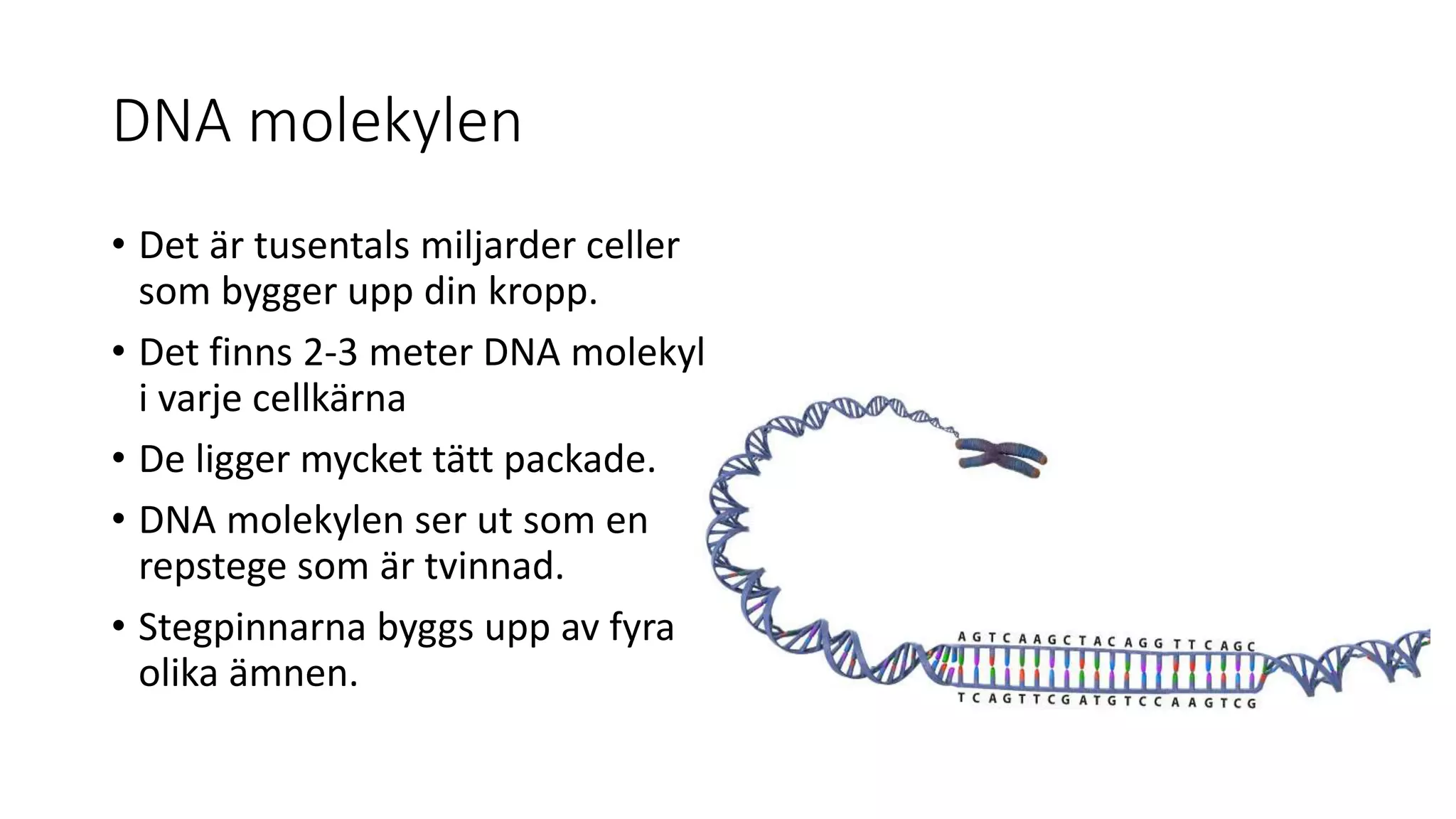 DNA molekylen
• Det är tusentals miljarder celler
som bygger upp din kropp.
• Det finns 2-3 meter DNA molekyl
i varje cellkärna
• De ligger mycket tätt packade.
• DNA molekylen ser ut som en
repstege som är tvinnad.
• Stegpinnarna byggs upp av fyra
olika ämnen.
 