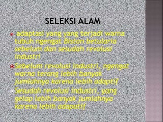  adaptasi yang yang terjadi warna
tubuh ngengat Biston betularia
sebelum dan sesudah revolusi
industri
Sebelum revolusi industri, ngengat
warna terang lebih banyak
jumlahnya karena lebih adaptif
Sesudah revolusi industri, yang
gelap lebih banyak jumlahnya
karena lebih adapatif
 