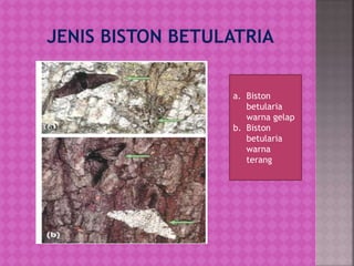 a. Biston
betularia
warna gelap
b. Biston
betularia
warna
terang
 