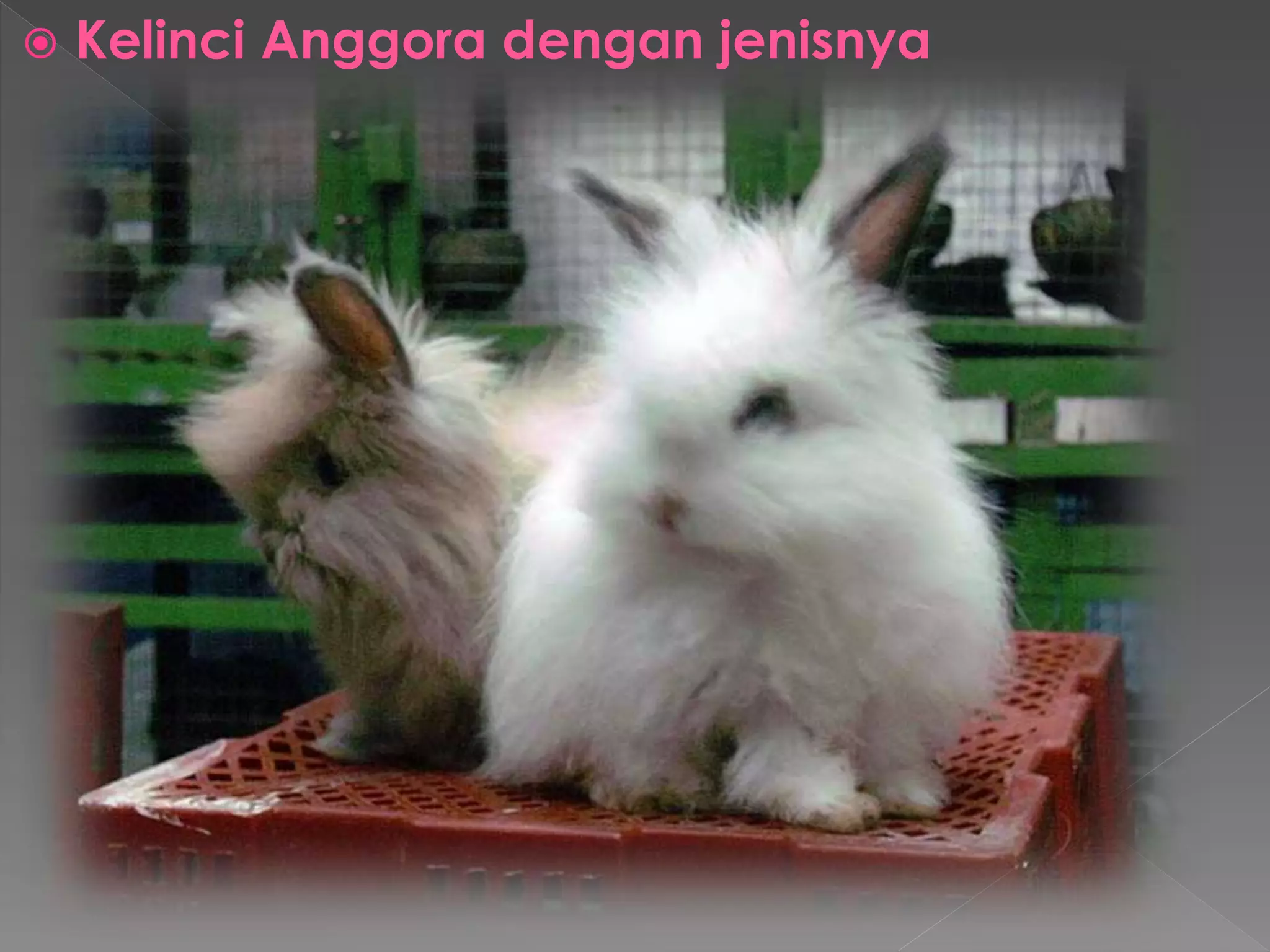  Kelinci Anggora dengan jenisnya 
 