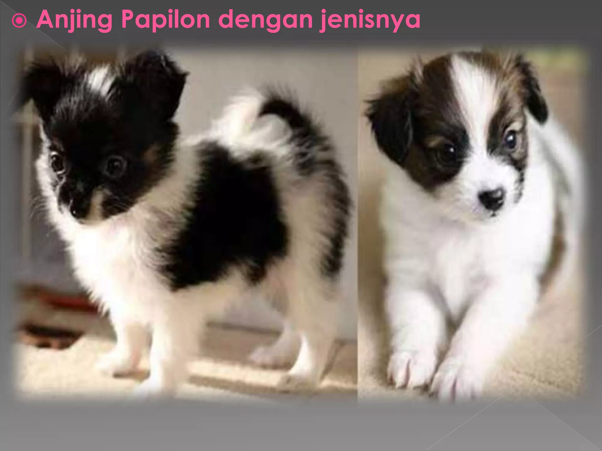  Anjing Papilon dengan jenisnya 
 