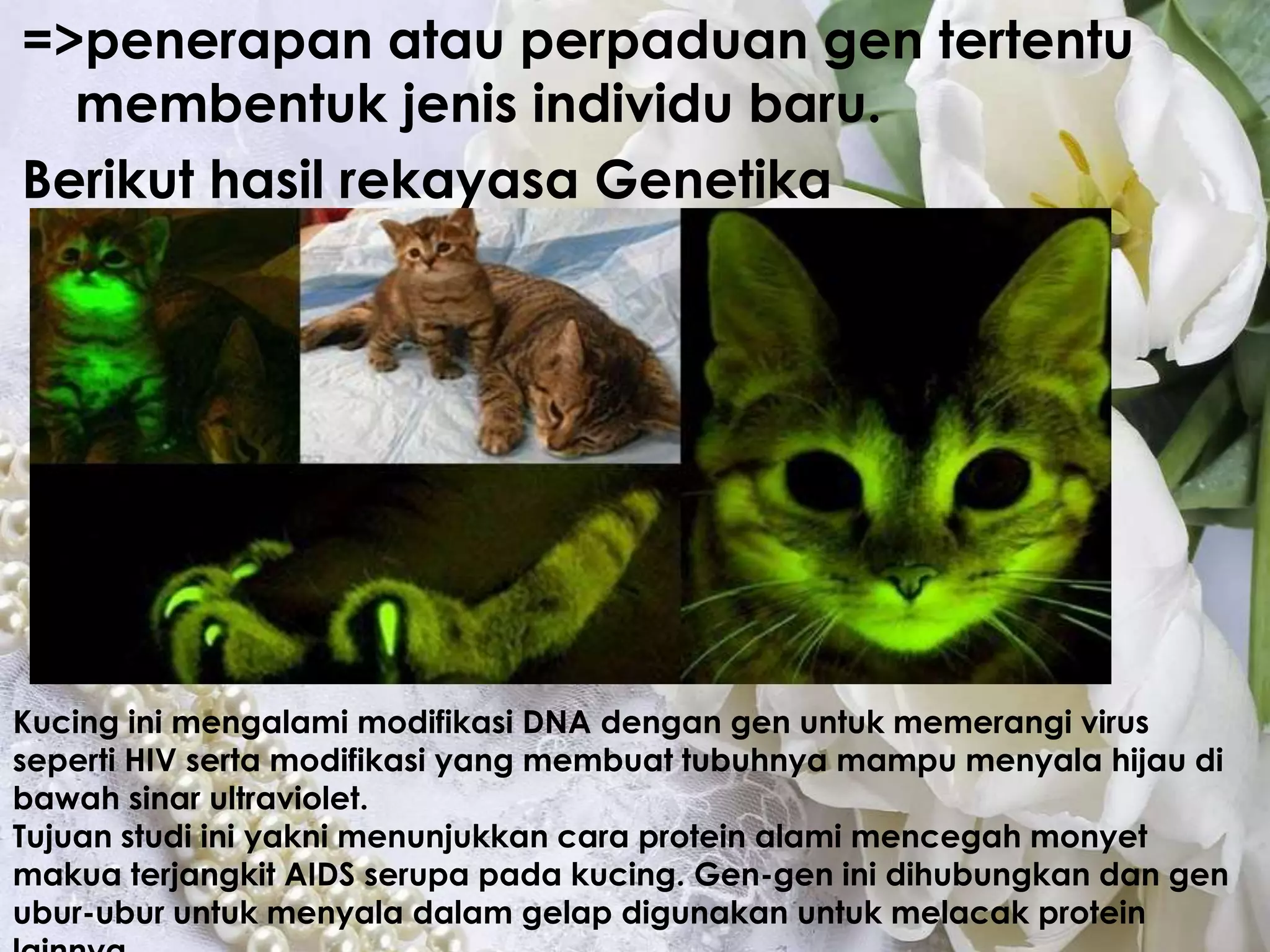 =>penerapan atau perpaduan gen tertentu 
membentuk jenis individu baru. 
Berikut hasil rekayasa Genetika 
Kucing ini mengalami modifikasi DNA dengan gen untuk memerangi virus 
seperti HIV serta modifikasi yang membuat tubuhnya mampu menyala hijau di 
bawah sinar ultraviolet. 
Tujuan studi ini yakni menunjukkan cara protein alami mencegah monyet 
makua terjangkit AIDS serupa pada kucing. Gen-gen ini dihubungkan dan gen 
ubur-ubur untuk menyala dalam gelap digunakan untuk melacak protein 
lainnya. 
