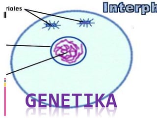GENETIKA
 