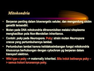Mitokondria
• Berperan penting dalam bioenergetic seluler, dan mengandung sistim
genetik tersendiri.
• Mutan pada DNA mitokondria ditransmisikan melalui sitoplasma
menghasilkan pola Non-Mendelian inheritance.
• Contoh: poky pada Neurospora. Poky: strain mutan Neurospora
crassa yang pertumbuhannya lambat.
• Pertumbuhan lambat karena ketidakseimbangan fungsi mitokondria
khususnya berhubungan dengan cytochrom yg berperan dalam
transport elektron.
• Wild type x poky --> maternally inherited. Bila induk betinanya poky --
> semua koloni turunannya poky.
 