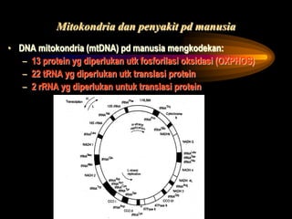 Mitokondria dan penyakit pd manusia
• DNA mitokondria (mtDNA) pd manusia mengkodekan:
– 13 protein yg diperlukan utk fosforilasi oksidasi (OXPHOS)
– 22 tRNA yg diperlukan utk translasi protein
– 2 rRNA yg diperlukan untuk translasi protein
 