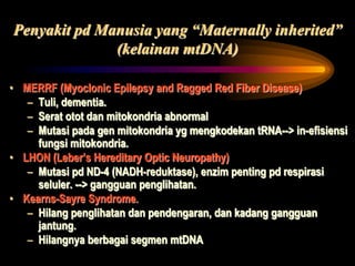 Penyakit pd Manusia yang “Maternally inherited”
(kelainan mtDNA)
• MERRF (Myoclonic Epilepsy and Ragged Red Fiber Disease)
– Tuli, dementia.
– Serat otot dan mitokondria abnormal
– Mutasi pada gen mitokondria yg mengkodekan tRNA--> in-efisiensi
fungsi mitokondria.
• LHON (Leber’s Hereditary Optic Neuropathy)
– Mutasi pd ND-4 (NADH-reduktase), enzim penting pd respirasi
seluler. --> gangguan penglihatan.
• Kearns-Sayre Syndrome.
– Hilang penglihatan dan pendengaran, dan kadang gangguan
jantung.
– Hilangnya berbagai segmen mtDNA
 
