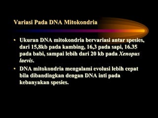 Variasi Pada DNA Mitokondria
• Ukuran DNA mitokondria bervariasi antar spesies,
dari 15,8kb pada kambing, 16,3 pada sapi, 16.35
pada babi, sampai lebih dari 20 kb pada Xenopus
laevis.
• DNA mitokondria mengalami evolusi lebih cepat
bila dibandingkan dengan DNA inti pada
kebanyakan spesies.
 