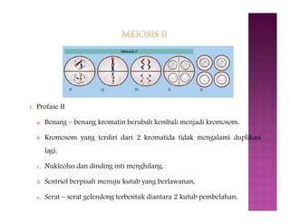 Genetika meiosis | PPT