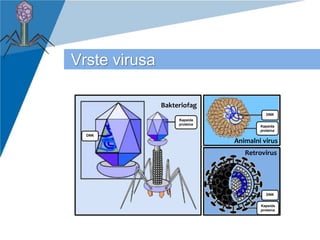 www.company.com
Vrste virusa
Bakteriofag
Animalni virus
Retrovirus
Kapsida
proteina
Kapsida
proteina
Kapsida
proteina
DNK
...