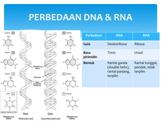 Genetika dan biologi molekuler mikroorganisme | PPTX