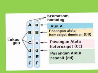 GENETIKA DAN EVOLUSI.pptx
