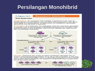 Persilangan Monohibrid
 