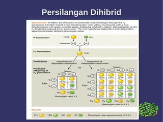 Persilangan Dihibrid
 