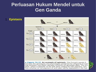 Perluasan Hukum Mendel untuk
Gen Ganda
1. Epistasis
 