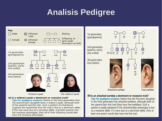 Analisis Pedigree
 
