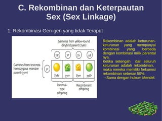 C. Rekombinan dan Keterpautan
Sex (Sex Linkage)
1. Rekombinasi Gen-gen yang tidak Teraput
Rekombinan adalah keturunan-
keturunan yang mempunyai
kombinasi yang berbeda
dengan kombinasi milik parental
nya.
Ketika setengah dari seluruh
keturunan adalah rekombinan,
maka mereka memiliki frekuensi
rekombinan sebesar 50%.
→Sama dengan hukum Mendel.
 