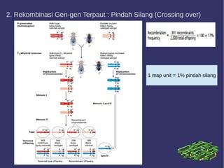 2. Rekombinasi Gen-gen Terpaut : Pindah Silang (Crossing over)
1 map unit = 1% pindah silang
 