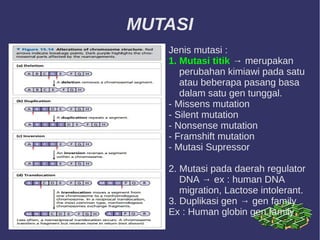 MUTASI
Jenis mutasi :
1. Mutasi titik → merupakan
perubahan kimiawi pada satu
atau beberapa pasang basa
dalam satu gen tunggal.
- Missens mutation
- Silent mutation
- Nonsense mutation
- Framshift mutation
- Mutasi Supressor
2. Mutasi pada daerah regulator
DNA → ex : human DNA
migration, Lactose intolerant.
3. Duplikasi gen → gen family
Ex : Human globin gen family
 
