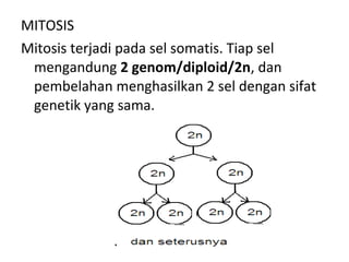 MITOSIS
Mitosis terjadi pada sel somatis. Tiap sel
mengandung 2 genom/diploid/2n, dan
pembelahan menghasilkan 2 sel dengan sifat
genetik yang sama.
 