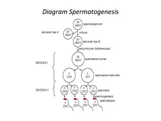 Diagram Spermatogenesis
 
