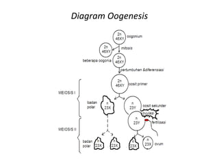 Diagram Oogenesis
 