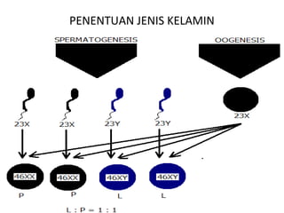PENENTUAN JENIS KELAMIN
 