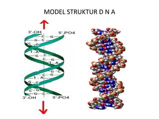 MODEL STRUKTUR D N A
 