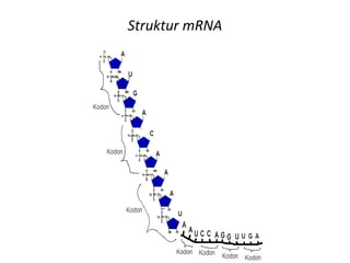 Struktur mRNA
 