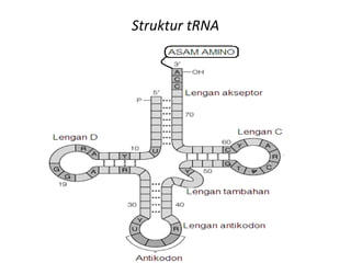 Struktur tRNA
 