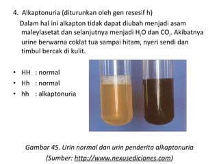 4. Alkaptonuria (diturunkan oleh gen resesif h)
Dalam hal ini alkapton tidak dapat diubah menjadi asam
maleylasetat dan selanjutnya menjadi H2O dan CO2. Akibatnya
urine berwarna coklat tua sampai hitam, nyeri sendi dan
timbul bercak di kulit.
• HH : normal
• Hh : normal
• hh : alkaptonuria
Gambar 45. Urin normal dan urin penderita alkaptonuria
(Sumber: http://www.nexusediciones.com)
 