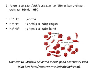 2. Anemia sel sabit/sickle cell anemia (diturunkan oleh gen
dominan HbA
dan HbS
)
• HbA
HbA
: normal
• HbA
HbS
: anemia sel sabit ringan
• HbS
HbS
: anemia sel sabit berat
Gambar 48. Struktur sel darah merah pada anemia sel sabit
(Sumber: http://content.revolutionhelath.com)
 