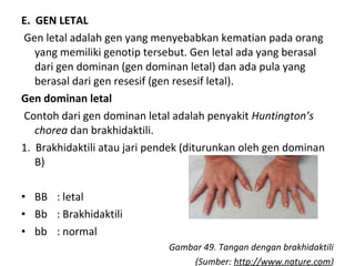 E. GEN LETAL
Gen letal adalah gen yang menyebabkan kematian pada orang
yang memiliki genotip tersebut. Gen letal ada yang berasal
dari gen dominan (gen dominan letal) dan ada pula yang
berasal dari gen resesif (gen resesif letal).
Gen dominan letal
Contoh dari gen dominan letal adalah penyakit Huntington’s
chorea dan brakhidaktili.
1. Brakhidaktili atau jari pendek (diturunkan oleh gen dominan
B)
• BB : letal
• Bb : Brakhidaktili
• bb : normal
Gambar 49. Tangan dengan brakhidaktili
(Sumber: http://www.nature.com)
 