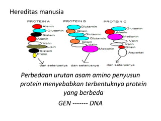 Hereditas manusia
Perbedaan urutan asam amino penyusun
protein menyebabkan terbentuknya protein
yang berbeda
GEN ------- DNA
 