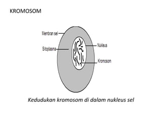 KROMOSOM
Kedudukan kromosom di dalam nukleus sel
 