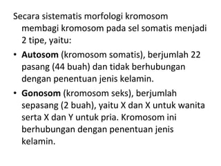 Secara sistematis morfologi kromosom
membagi kromosom pada sel somatis menjadi
2 tipe, yaitu:
• Autosom (kromosom somatis), berjumlah 22
pasang (44 buah) dan tidak berhubungan
dengan penentuan jenis kelamin.
• Gonosom (kromosom seks), berjumlah
sepasang (2 buah), yaitu X dan X untuk wanita
serta X dan Y untuk pria. Kromosom ini
berhubungan dengan penentuan jenis
kelamin.
 