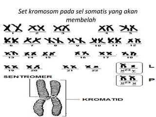 Set kromosom pada sel somatis yang akan
membelah
 