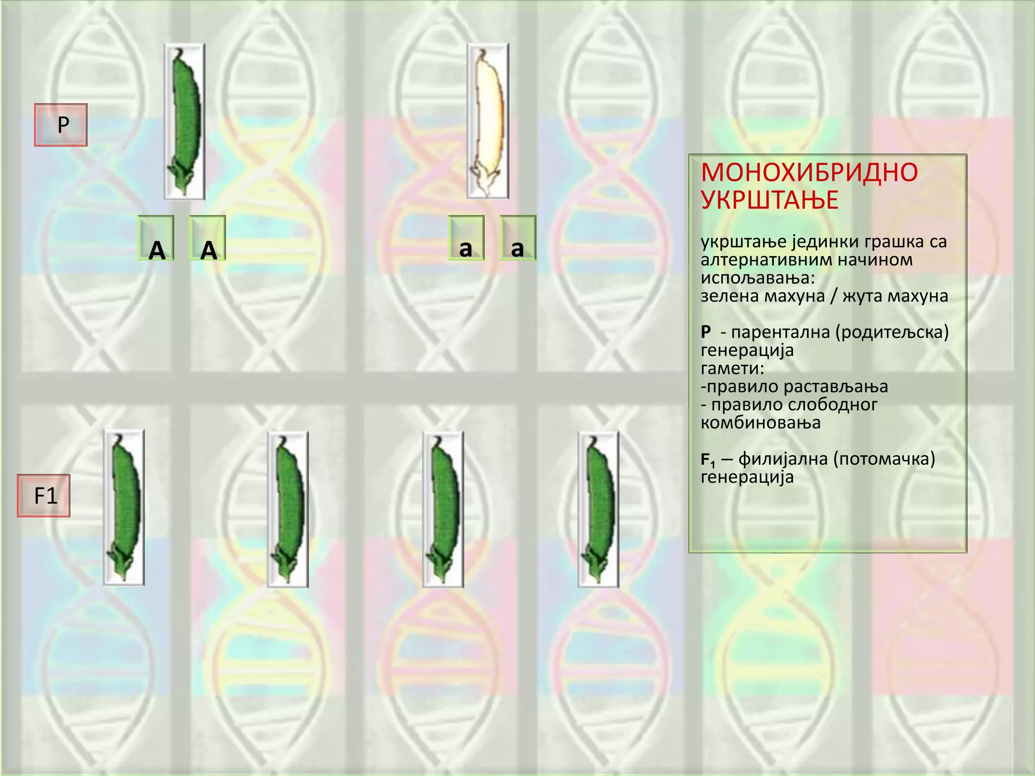 МОНОХИБРИДНО
УКРШТАЊЕ
укрштање јединки грашка са
алтернативним начином
испољавања:
зелена махуна / жута махуна
Р - парентална (родитељска)
генерација
гамети:
-правило растављања
- правило слободног
комбиновања
F1 – филијална (потомачка)
генерација
а а
Р
F1
ААА А а а
 