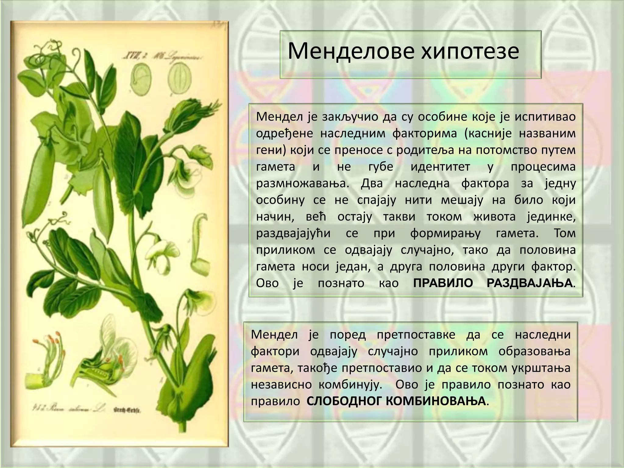 Мендел је закључио да су особине које је испитивао
одређене наследним факторима (касније названим
гени) који се преносе с родитеља на потомство путем
гамета и не губе идентитет у процесима
размножавања. Два наследна фактора за једну
особину се не спајају нити мешају на било који
начин, већ остају такви током живота јединке,
раздвајајући се при формирању гамета. Том
приликом се одвајају случајно, тако да половина
гамета носи један, а друга половина други фактор.
Ово је познато као ПРАВИЛО РАЗДВАЈАЊА.
Мендел је поред претпоставке да се наследни
фактори одвајају случајно приликом образовања
гамета, такође претпоставио и да се током укрштања
независно комбинују. Ово је правило познато као
правило СЛОБОДНОГ КОМБИНОВАЊА.
Менделове хипотезе
 