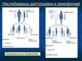Наслеђивање далтонизма и хемофилије

РЕЦЕСИВНО НА Х ХРОМОЗОМУ

 