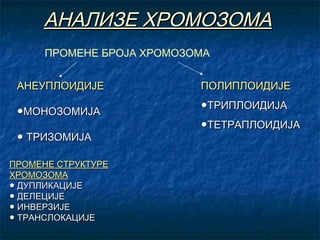 АНАЛИЗЕ ХРОМОЗОМА
ПРОМЕНЕ БРОЈА ХРОМОЗОМА
АНЕУПЛОИДИЈЕ
●МОНОЗОМИЈА
● ТРИЗОМИЈА
ПРОМЕНЕ СТРУКТУРЕ
ХРОМОЗОМА
● ДУПЛИКАЦИЈЕ
● ДЕЛЕЦИЈЕ
● ИНВЕРЗИЈЕ
● ТРАНСЛОКАЦИЈЕ

ПОЛИПЛОИДИЈЕ
●ТРИПЛОИДИЈА
●ТЕТРАПЛОИДИЈА

 