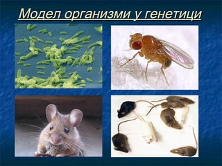 Модел организми у генетици

 