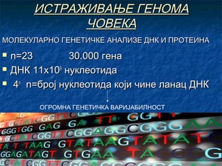ИСТРАЖИВАЊЕ ГЕНОМА
ЧОВЕКА
МОЛЕКУЛАРНО ГЕНЕТИЧКЕ АНАЛИЗЕ ДНК И ПРОТЕИНА




n=23
30.000 гена
ДНК 11x109 нуклеотида
4n n=број нуклеотида који чине ланац ДНК
ОГРОМНА ГЕНЕТИЧКА ВАРИЈАБИЛНОСТ

 