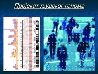 Пројекат људског генома

 