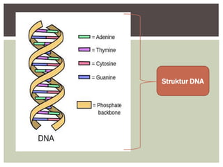 Struktur DNA
 