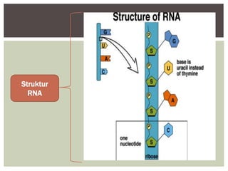 Struktur
RNA
 