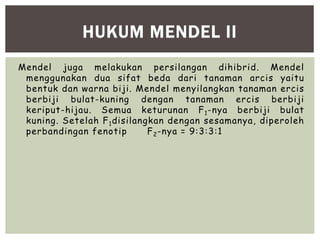 Mendel juga melakukan persilangan dihibrid. Mendel
menggunakan dua sifat beda dari tanaman arcis yaitu
bentuk dan warna biji. Mendel menyilangkan tanaman ercis
berbiji bulat-kuning dengan tanaman ercis berbiji
keriput-hijau. Semua keturunan F1-nya berbiji bulat
kuning. Setelah F1disilangkan dengan sesamanya, diperoleh
perbandingan fenotip F2-nya = 9:3:3:1
HUKUM MENDEL II
 